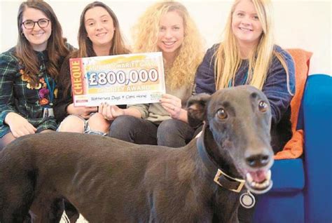 battersea dogs and cats lottery|Meet the cats .